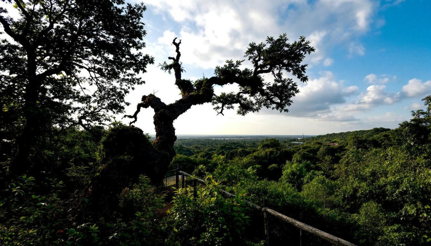 Comment choisir le bon type d'arbre pour une plantation de truffes ?
